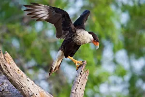 Ditto: Crested Caracara (Caracara cheriway) adult