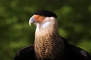 Caracara: Crested Caracara (Caracara plancus)