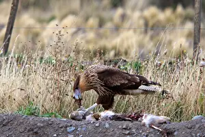 Caracaras: Crested Caracara - feeding on carcass