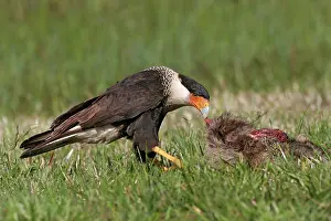 Roadkill: Crested Caracara - feeding on road kill