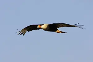 Caracaras: Crested Caracara - in flight