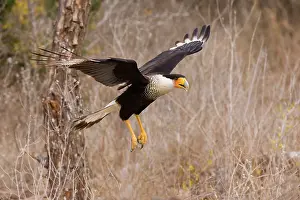 Caracaras: Crested Caracara - in flight