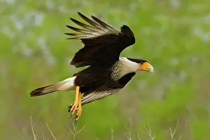 Caracaras: Crested Caracara - in flight