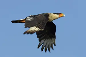 Polyborus: Crested Caracara - in flight