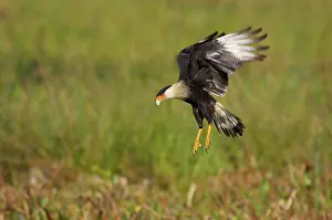Caracaras: Crested Caracara - hovering over marsh