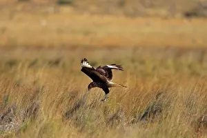 Caracaras: Crested Caracara - landing