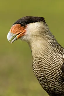 Mary: Crested Caracara, Polyborus plancus, as