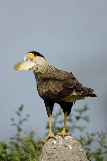 Mary: Crested Caracara, Polyborus plancus, as