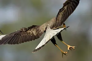 Mary: Crested Caracara, Polyborus plancus, as