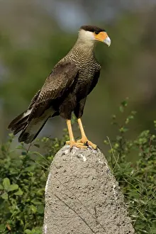 Mary: Crested Caracara, Polyborus plancus, as