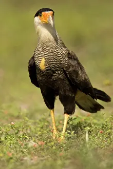 Mary: Crested Caracara, Polyborus plancus, as