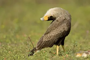 Mary: Crested Caracara, Polyborus plancus, in