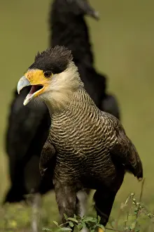 Mary: Crested Caracara, Polyborus plancus, as