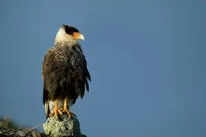 Caracara: Crested Caracara, Polyborus plancus. Perched