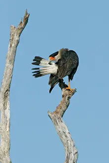 Caracaras: Crested Caracara - preening
