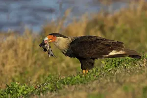 Caracaras: Crested Caracara - with remains of American Coot, scavanging