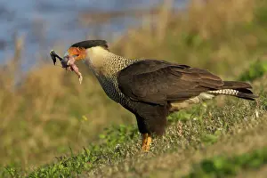 Polyborus: Crested Caracara - with remains of American Coot