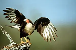Caracara: CRESTED CARACARA - wings spread