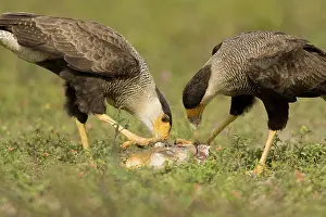 Mary: Crested Caracaras, Polyborus plancus, eating