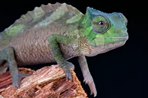 Trioceros: Crested chameleon (Trioceros cristatus), Congo