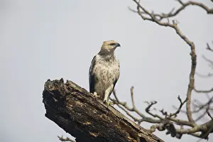 Changeable: Crested / Changeable Hawk-Eagle - on a dead tree