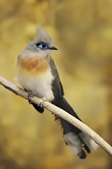 Madagascar: Crested coua (Coua cristata), captive, occurring