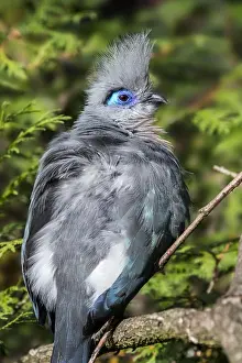 Cristata: Crested coua (Coua cristata) perched in tree, native