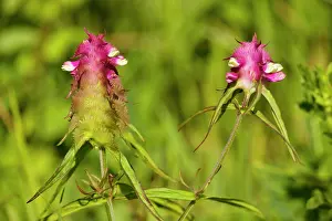Melampyrum: Crested Cow-wheat - very rare in UK