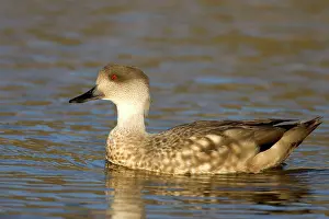 Lophonetta: Crested Duck
