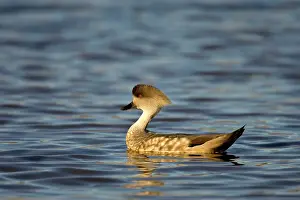 Lophonetta: Crested Duck