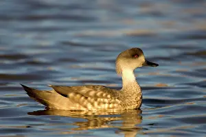 Lophonetta: Crested duck