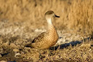 Lophonetta: Crested duck