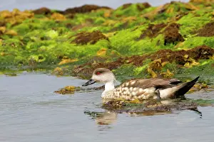 Lophonetta: Crested Duck