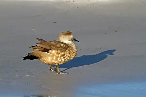 Lophonetta: Crested Duck
