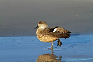 Lophonetta: Crested Duck