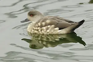 Lophonetta: Crested Duck