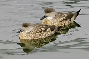 Lophonetta: Crested Duck