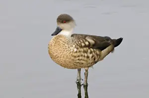 Lophonetta: Crested Duck