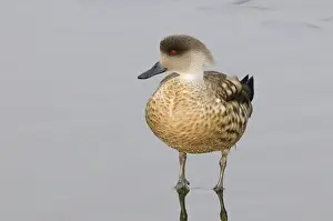 Lophonetta: Crested Duck