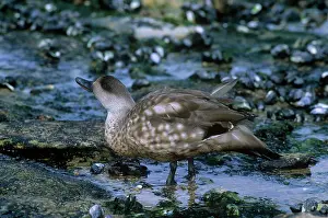 Lophonetta: Crested Duck - foraging in shallow pools
