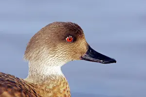 Lophonetta: Crested Duck - Head Shot