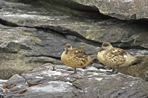 Lophonetta: Crested Duck - pair