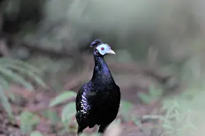 Pheasant: Crested fireback pheasant