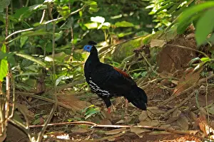 Lophura: Crested Fireback Pheasant male Crested Fireback