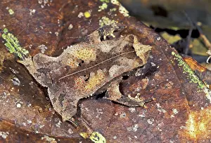 Margaritifer: Crested Forest Toad
