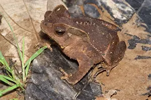 Margaritifer: Crested forest toad