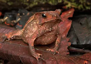 Margaritifer: Crested Forest Toad