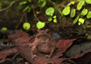 Margaritifer: Crested Forest Toad