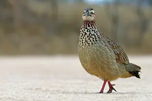 Francolin: Crested francolin