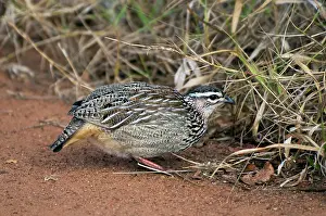 Francolins: Crested Francolin - foraging